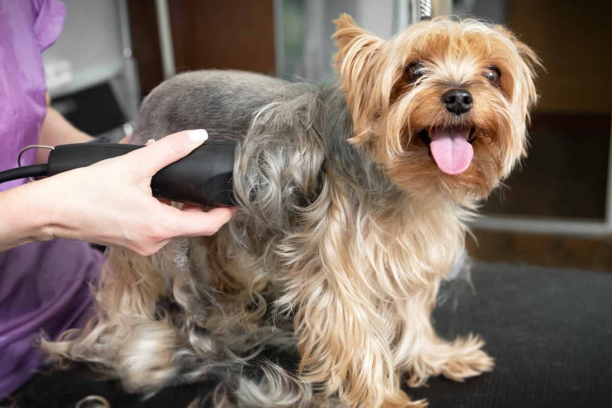 services woman cutting dog