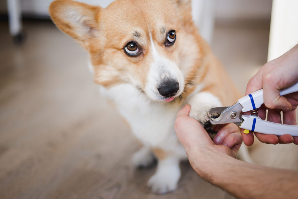 Nails Ears Glands and more person holding a