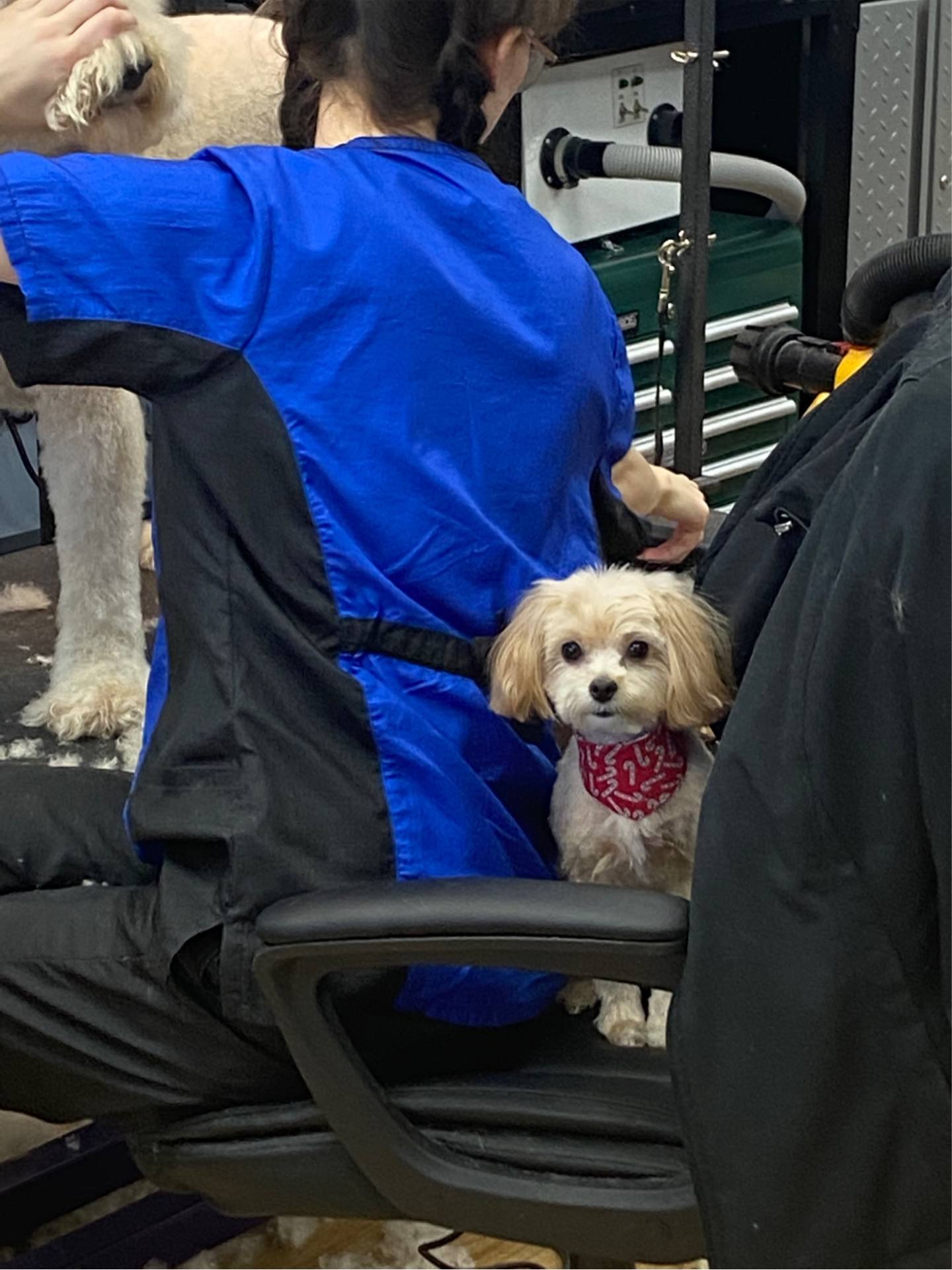 Belly Rubs Dog Grooming cute little dog