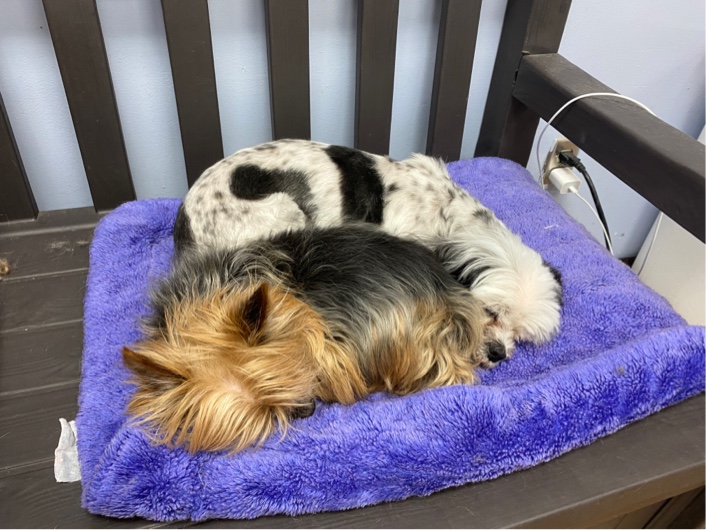 Belly Rubs Dog Grooming dogs laying down